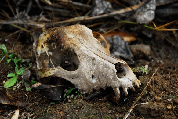 animal-skull-in-the-wild